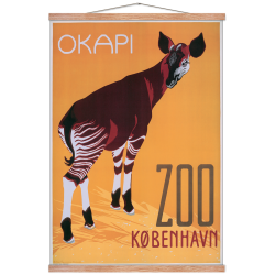 Z 22. - Zoo, Okapi 